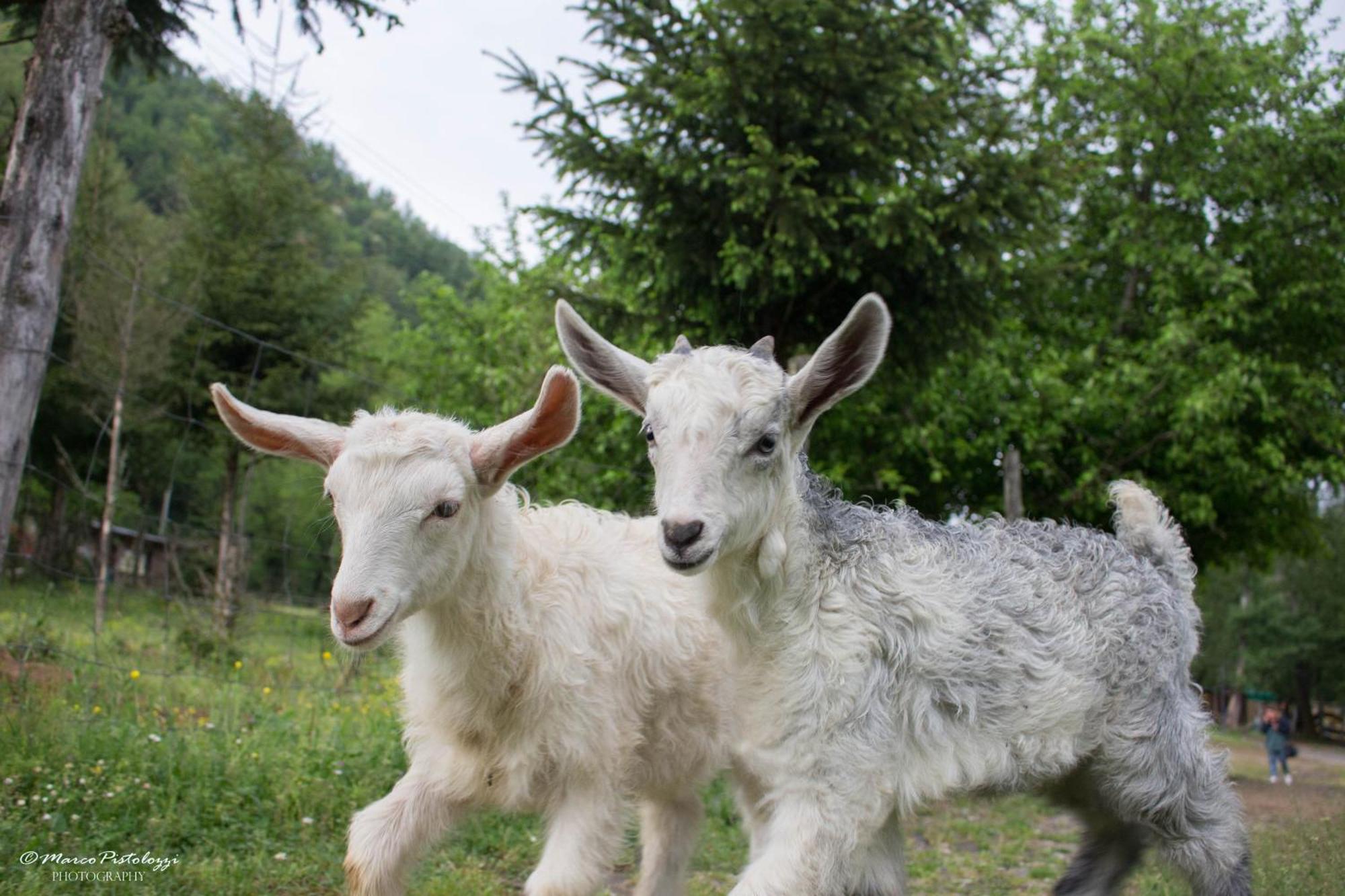 Villa Agriturismo Pian Di Fiume Bagni di Lucca Exterior foto